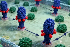 Molecular Glues and Bumpers: A New Era for GPCR Drug Design - According to Nature, researchers have developed a breakthrough