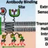 Programming Cancer's Demise: The Next Generation of Smart T- - According to Nature, researchers have developed a computationa